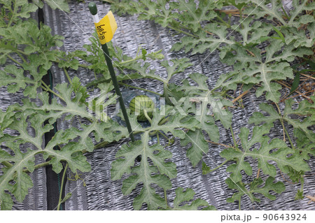 スイカ畑 雌花交配着果 スイカ畑 雌花交配着果 90643924