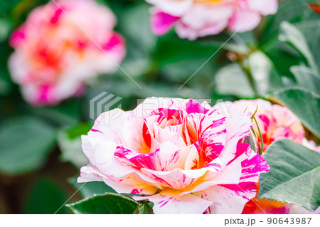 バラの花 90643987