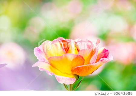 かわいいバラの花 90643989