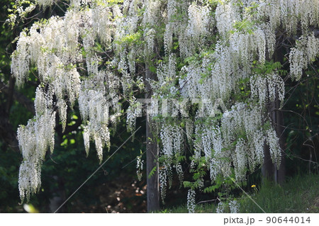 シロフジの藤棚 白フジの花 満開の白藤 シロフジの藤棚 白フジの花 満開の白藤 90644014