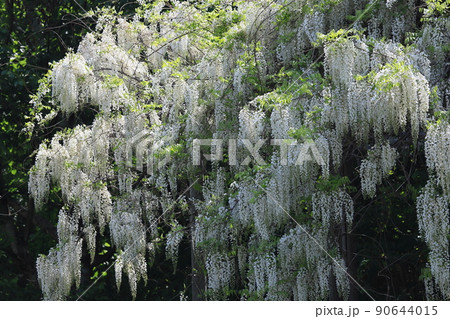 シロフジの藤棚　白フジの花　満開の白藤 90644015