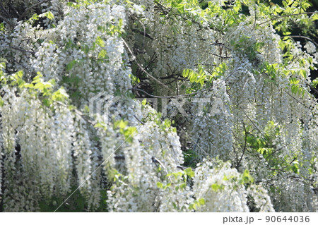 シロフジの藤棚 白フジの花 満開の白藤 シロフジの藤棚 白フジの花 満開の白藤 90644036