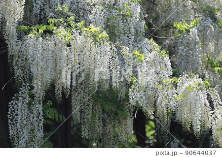 シロフジの藤棚 白フジの花 満開の白藤 シロフジの藤棚 白フジの花 満開の白藤 90644037