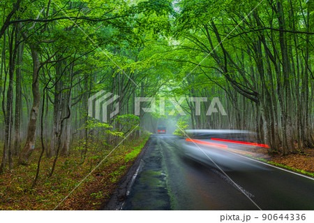 【青森県】八甲田・十和田ゴールドライン ブナ街道 【青森県】八甲田・十和田ゴールドライン ブナ街道 90644336
