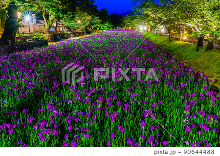 大村公園の花菖蒲 ライトアップ 【長崎県大村市】 大村公園の花菖蒲 ライトアップ 【長崎県大村市】 90644488