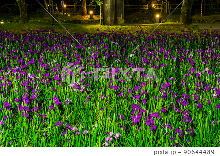 大村公園の花菖蒲　ライトアップ　【長崎県大村市】 90644489