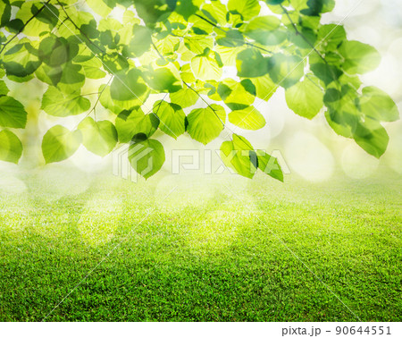 natural grass background natural grass background 90644551