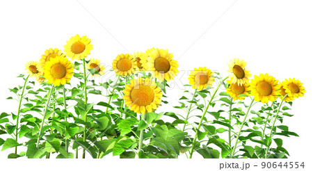 sunflowers isolated on white 90644554