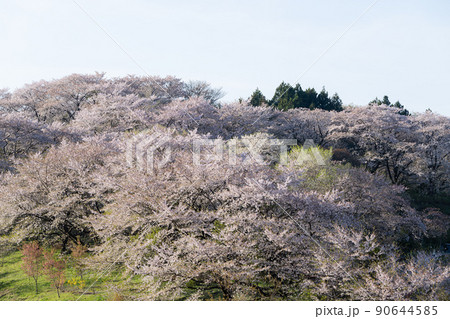 満開の桜に覆われた丘 春の風景 満開の桜に覆われた丘 春の風景 90644585