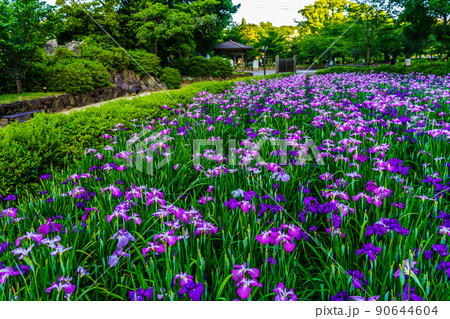 大村公園の花菖蒲　夕景　【長崎県大村市】 90644604