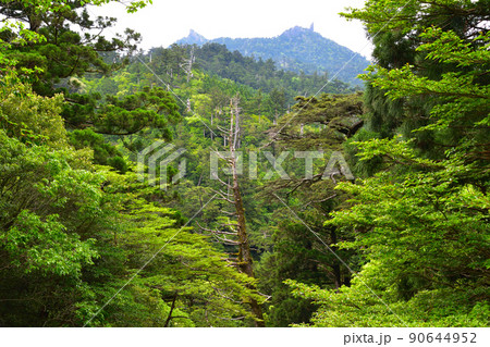 屋久島　 90644952