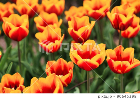 砺波チューリップフェア（富山県） 90645398
