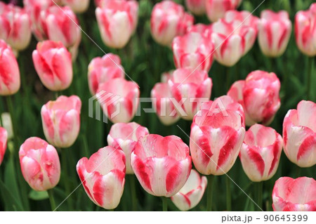 砺波チューリップフェア（富山県） 90645399