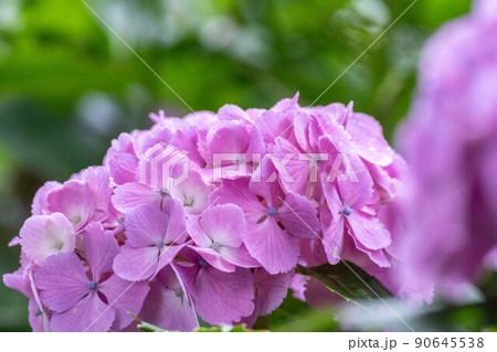 初夏に咲く満開の紫陽花 90645538