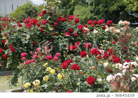 荒尾市 おもやい市民花壇 バラの花、 荒尾市 おもやい市民花壇 バラの花、 90645839