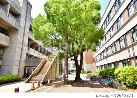 京都大学　中央食堂付近　京都大学吉田キャンパス　京都大学本部構内　 90645871