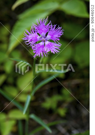 カワラナデシコの花 カワラナデシコの花 90646012