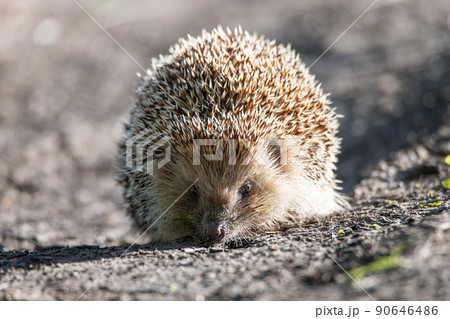 hedgehog on the grass.. hedgehog on the grass.. 90646486