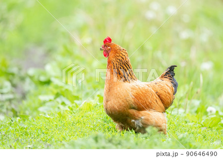 healthy chicken in the garden. healthy chicken in the garden. 90646490