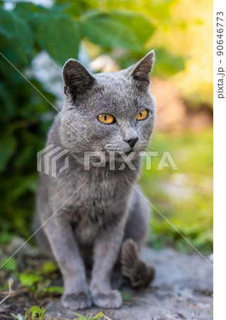 Grey cat on the grass.. Grey cat on the grass.. 90646773