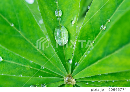 Dew on a leaf... 90646774