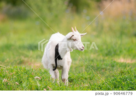 goat on grass. goat on grass. 90646779