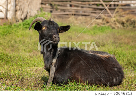 goat on grass. 90646812
