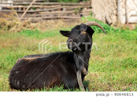 goat on grass. 90646813