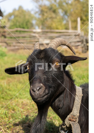 goat on grass. 90646814