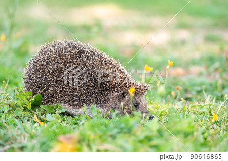 hedgehog on the grass.. hedgehog on the grass.. 90646865
