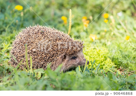 hedgehog on the grass 90646868