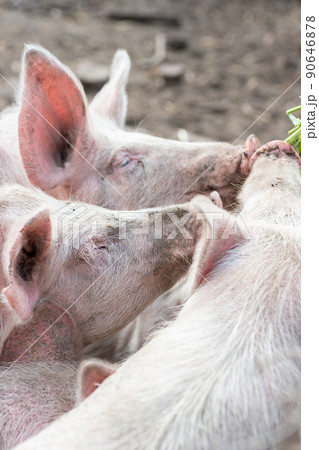 Pig farming raising and breeding of domestic pigs. Pig farming raising and breeding of domestic pigs. 90646878