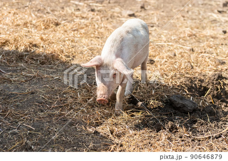 Pig farming raising and breeding of domestic pigs.. Pig farming raising and breeding of domestic pigs.. 90646879