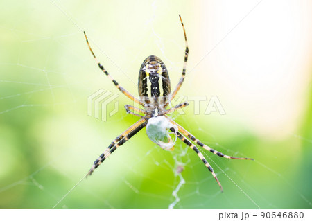 Yellow-black spider in her spiderweb - Argiope bruennichi.. Yellow-black spider in her spiderweb - Argiope bruennichi.. 90646880
