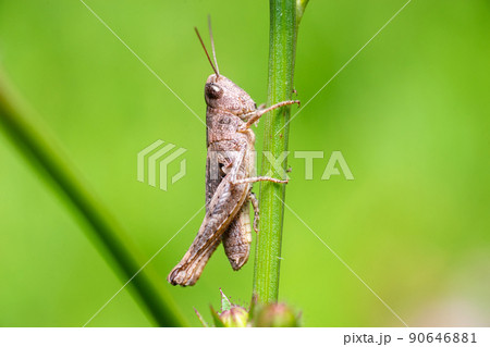 A green grasshopper on a large leaf of grass, in its natural environment. 90646881