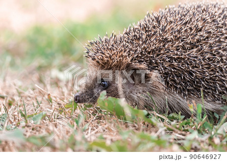 hedgehog on the grass.. 90646927