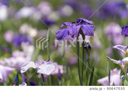 花菖蒲 90647030
