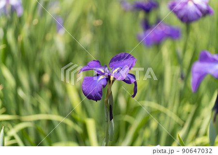 花菖蒲 花菖蒲 90647032