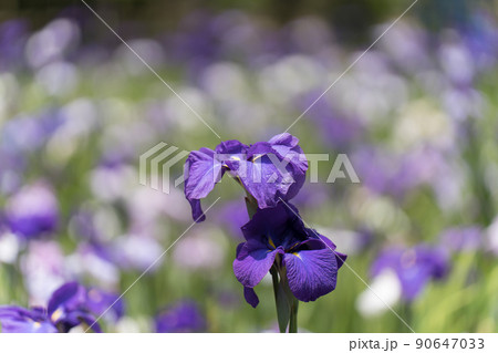 花菖蒲 花菖蒲 90647033