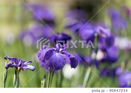 花菖蒲 花菖蒲 90647034