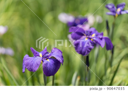 花菖蒲 花菖蒲 90647035