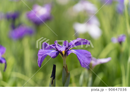 花菖蒲 花菖蒲 90647036