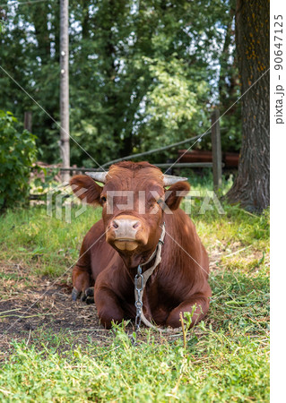 calf in the meadow. 90647125