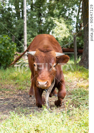 calf in the meadow.. 90647129
