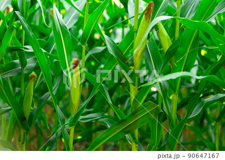 fresh corn on stalk in field 90647167