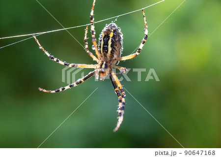 Yellow-black spider in her spiderweb - Argiope bruennichi 90647168
