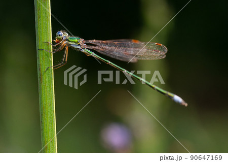 Dragonfly on a stick.. 90647169