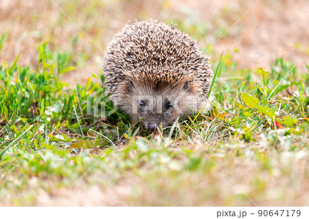 はりねずみ様 楽天市場】ビバリー クリスタルパズル ハリネズミ : どっと