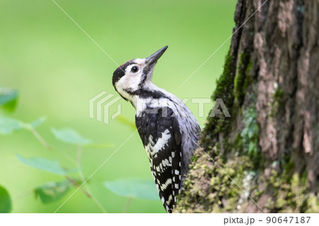woodpecker in the park on a tree 90647187