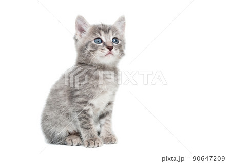 striped purebred kitten sits on a white background 90647209